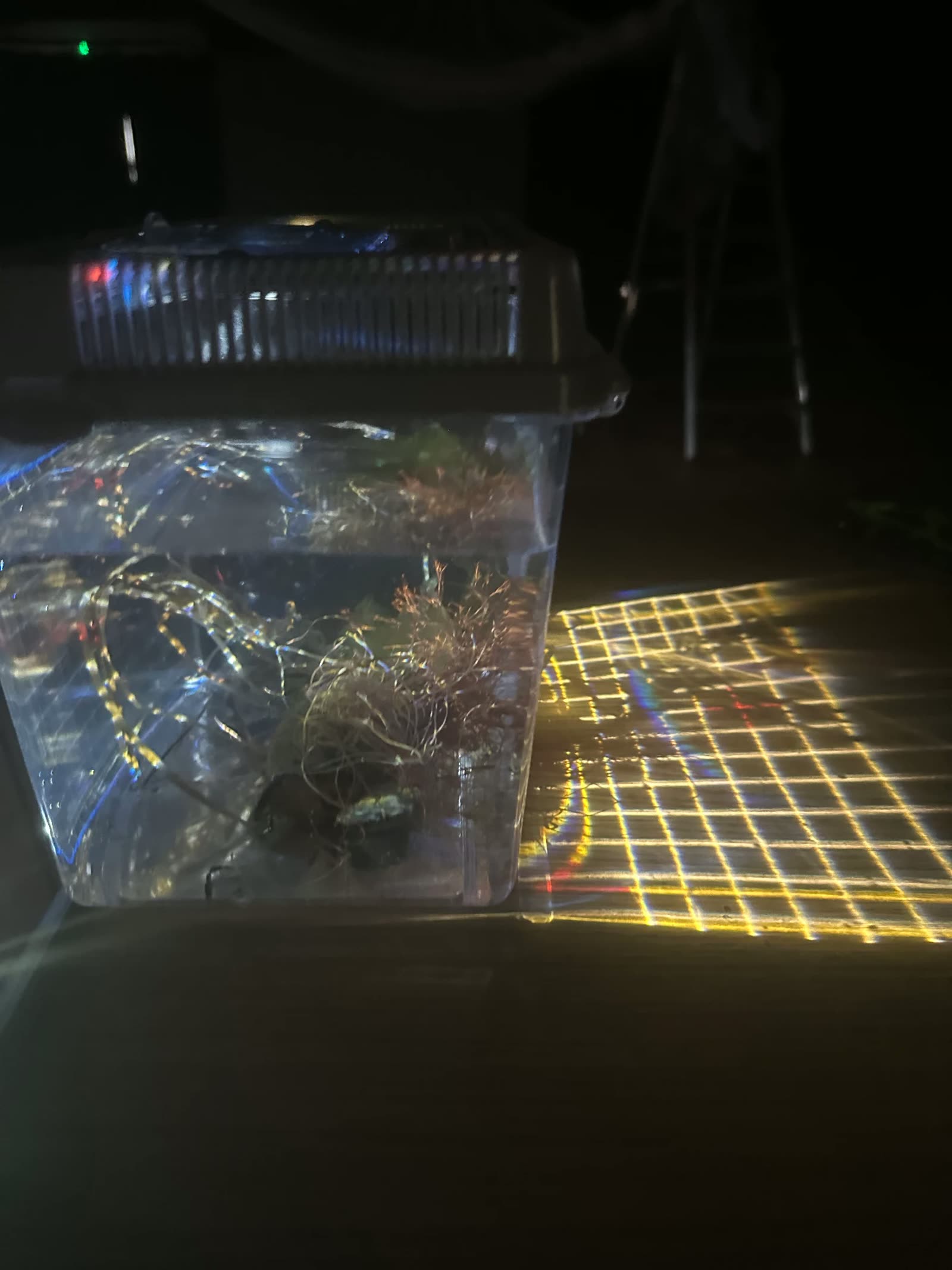A lit tank of seaweed in a dark studio, projected light refracting through the water into a glowing yellow grid with rainbow fringes across the floor