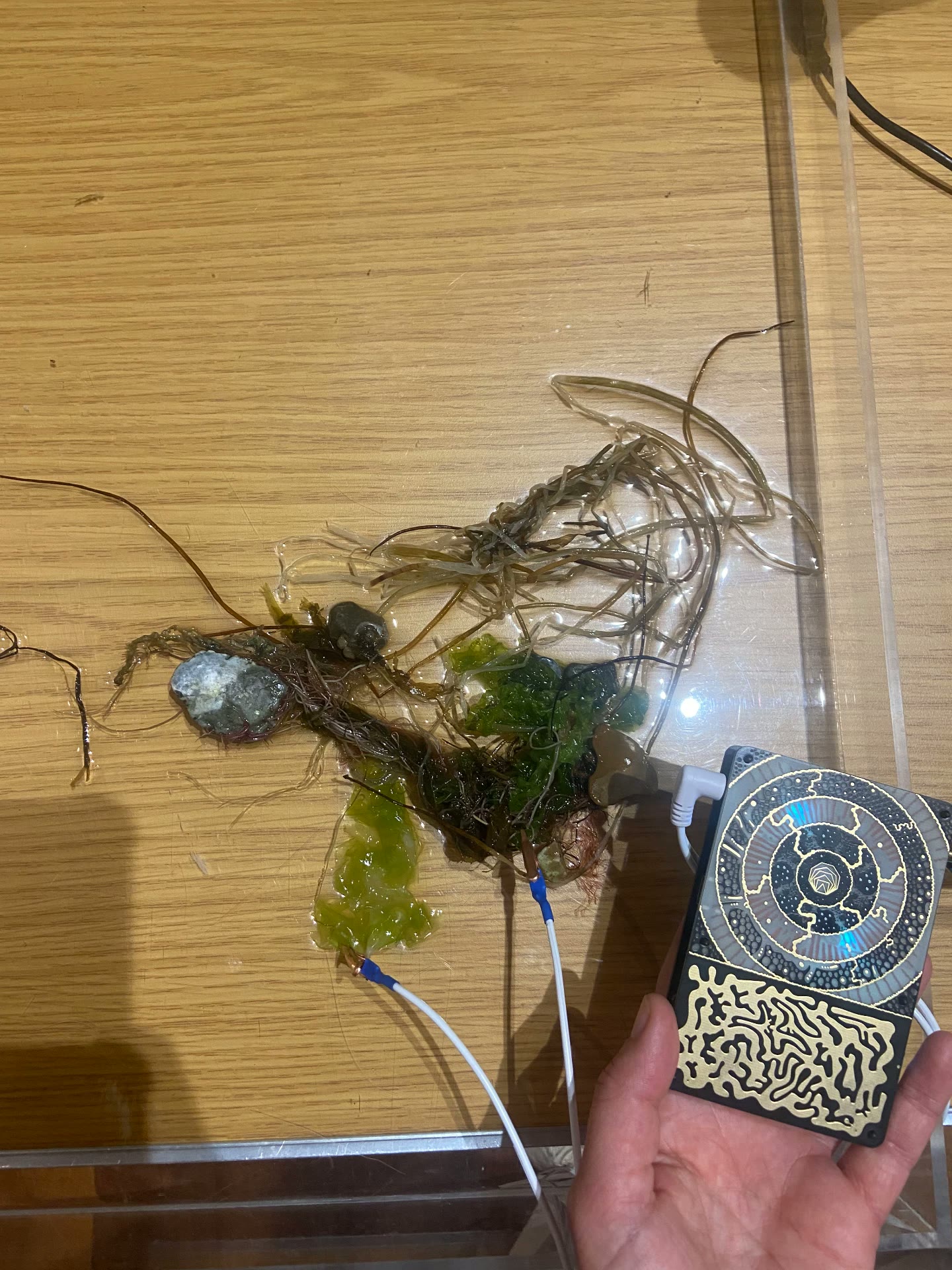 Close view of foraged seaweed, pebbles and shells in shallow water with sensor clips attached, a hand holding the Pocket SCION