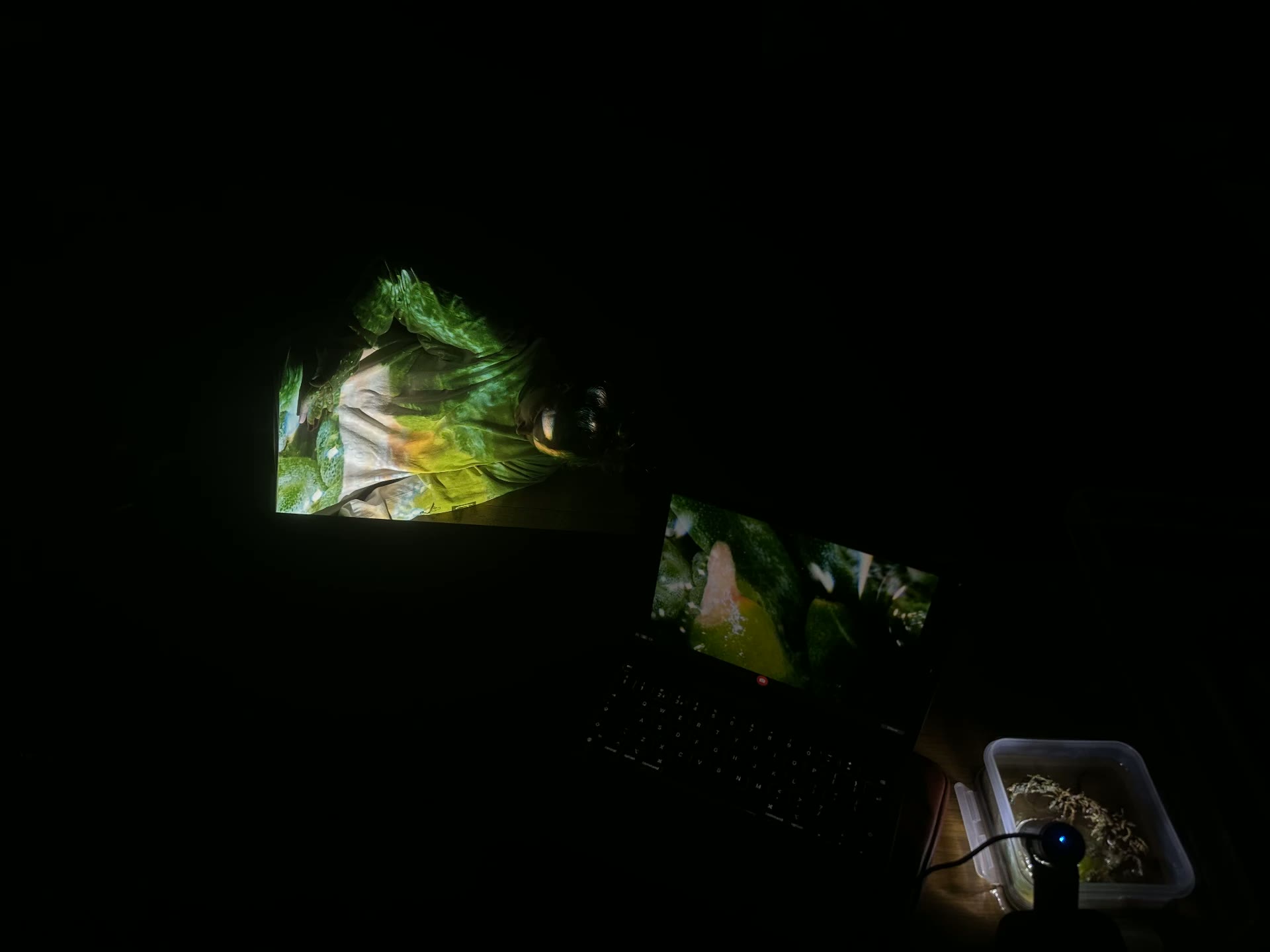 Projected magnified seaweed washing over a figure in a darkened room