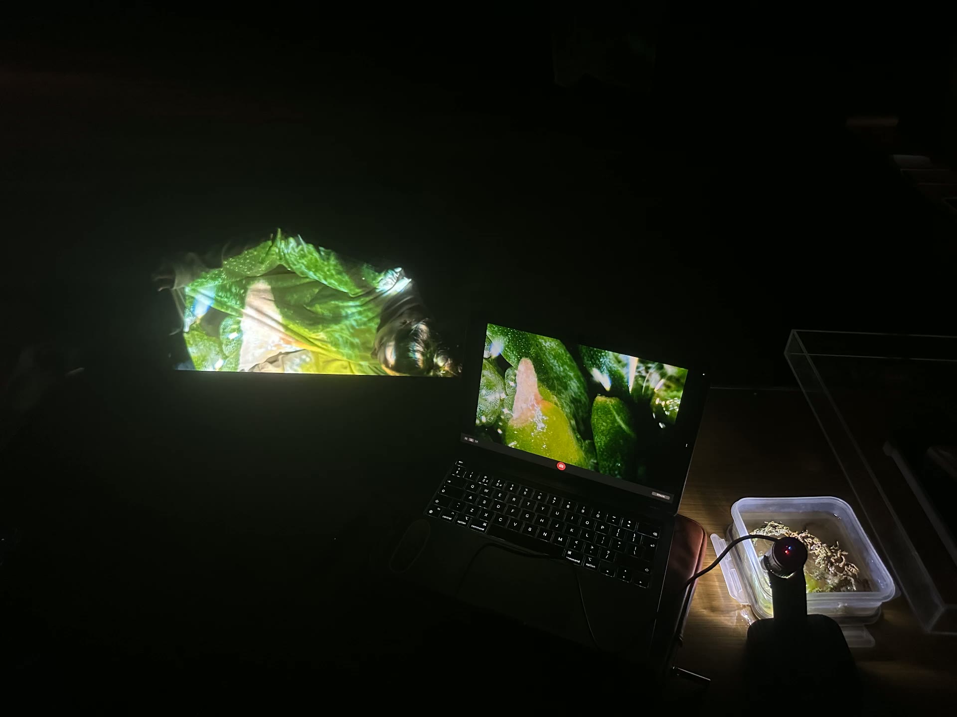 Live microscope image of seaweed on a laptop screen and projected large onto the studio wall