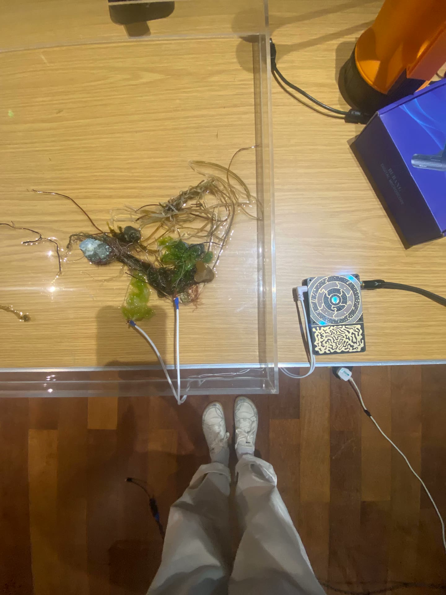Looking down into a clear acrylic tank of foraged seaweed with sensor cables running to a Pocket SCION device and a digital microscope beside it
